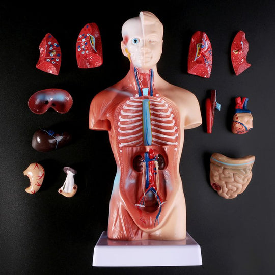 Belleza Torso Anatomic 15 Piese