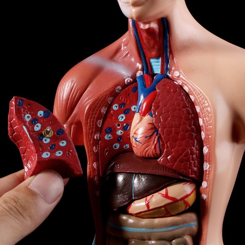 Belleza Torso Anatomic 15 Piese