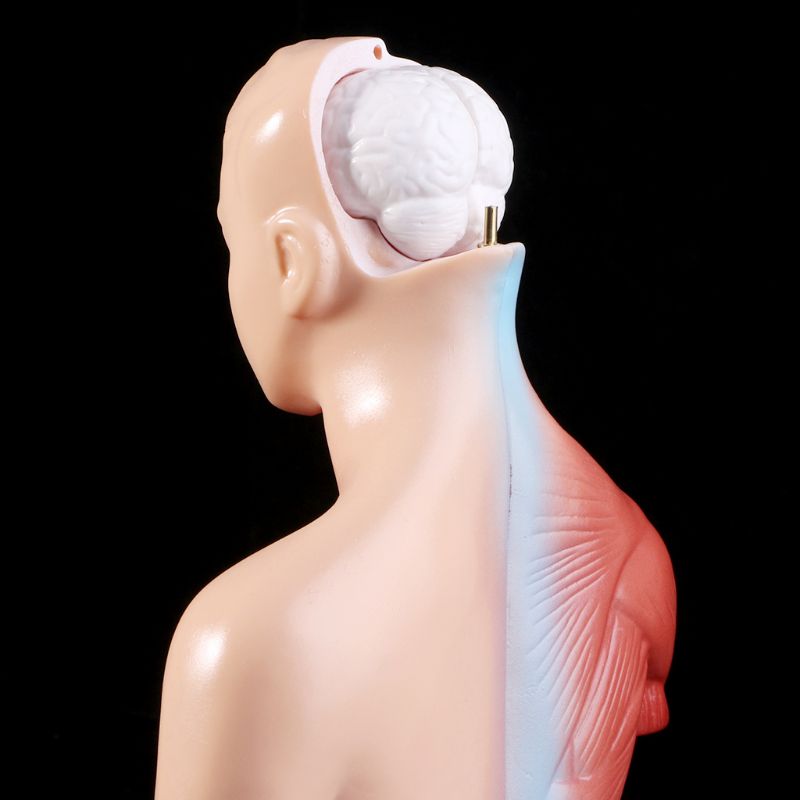 Belleza Torso Anatomic 15 Piese