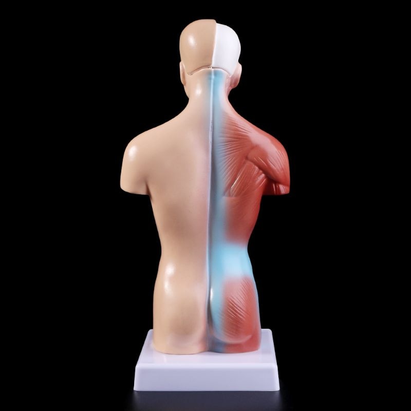 Belleza Torso Anatomic 15 Piese