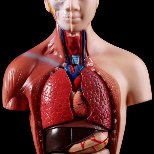 Belleza Torso Anatomic 15 Piese