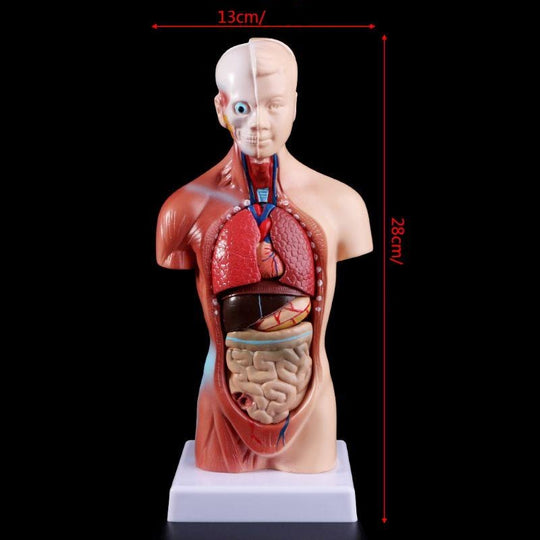 Belleza Torso Anatomic 15 Piese