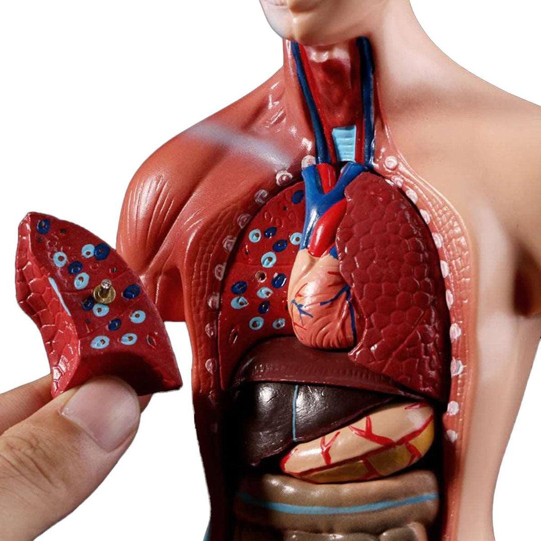 Belleza Torso Anatomic 15 Piese
