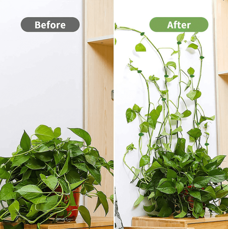 Clips De Fixare Pentru Plantele Cataratoare