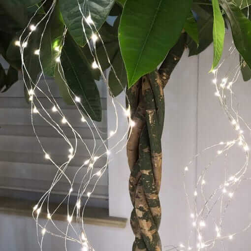 Luminile Cu Aspect De Crenguțe De Zână