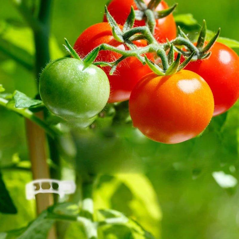 Stabilizatoare pentru Plante - Suport Eficient pentru Grădină 5