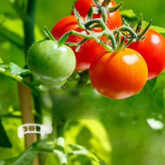 Stabilizatoare pentru Plante - Suport Eficient pentru Grădină 5